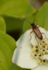Alosterna