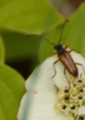 Alosterna