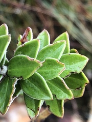 Senecio pauciflosculosus