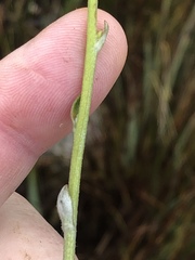 Senecio pauciflosculosus