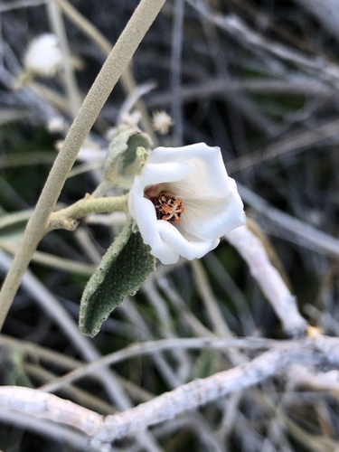 iNaturalist observation photo of Rock Hibiscus