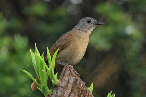 Pale-breasted Thrush