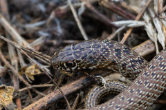 Dolichophis jugularis