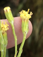 Senecio pauciflosculosus