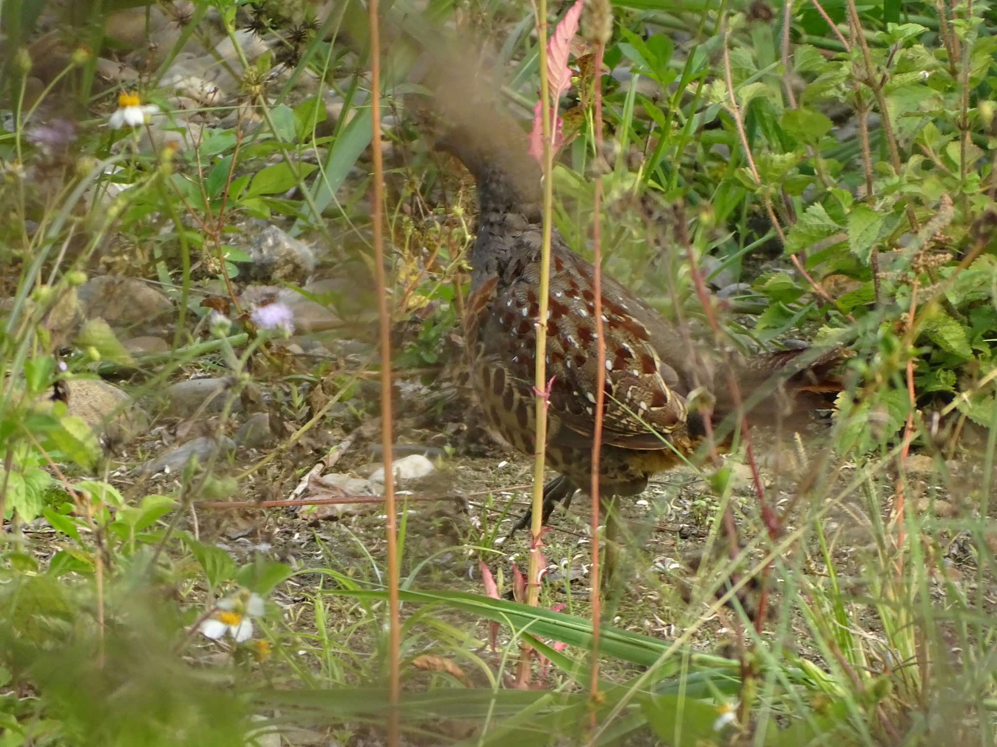 Taiwan Bamboo Partridge (Bambusicola sonorivox), photo 3