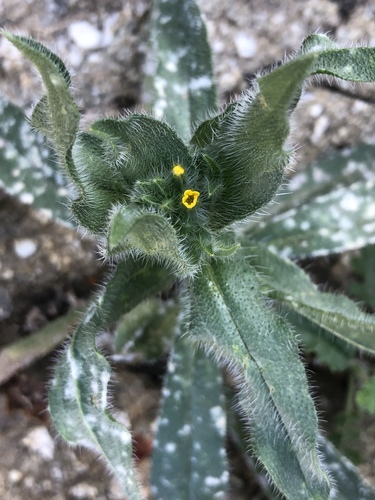 iNaturalist observation photo of Bristly Fiddleneck