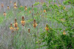 Asphodeline lutea