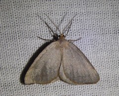 Macaria argillacearia