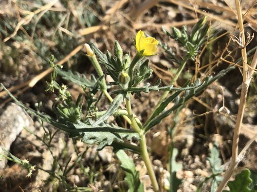iNaturalist observation photo of Whitestem Blazingstar