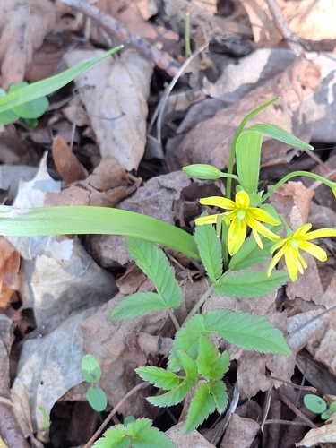 Yellow Star-of-Bethlehem