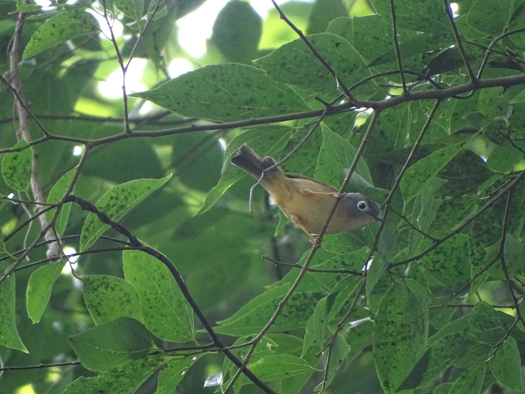 Grey-cheeked Fulvetta (Alcippe morrisonia), photo 6