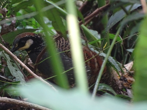 Taiwan Partridge (Arborophila crudigularis), photo 10