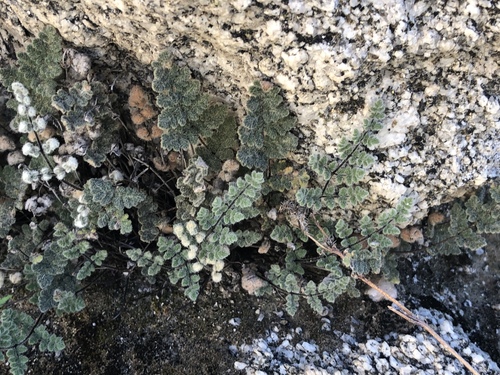 iNaturalist observation photo of Parry's lip fern
