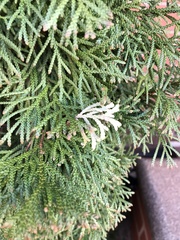 Pestalotiopsis funerea