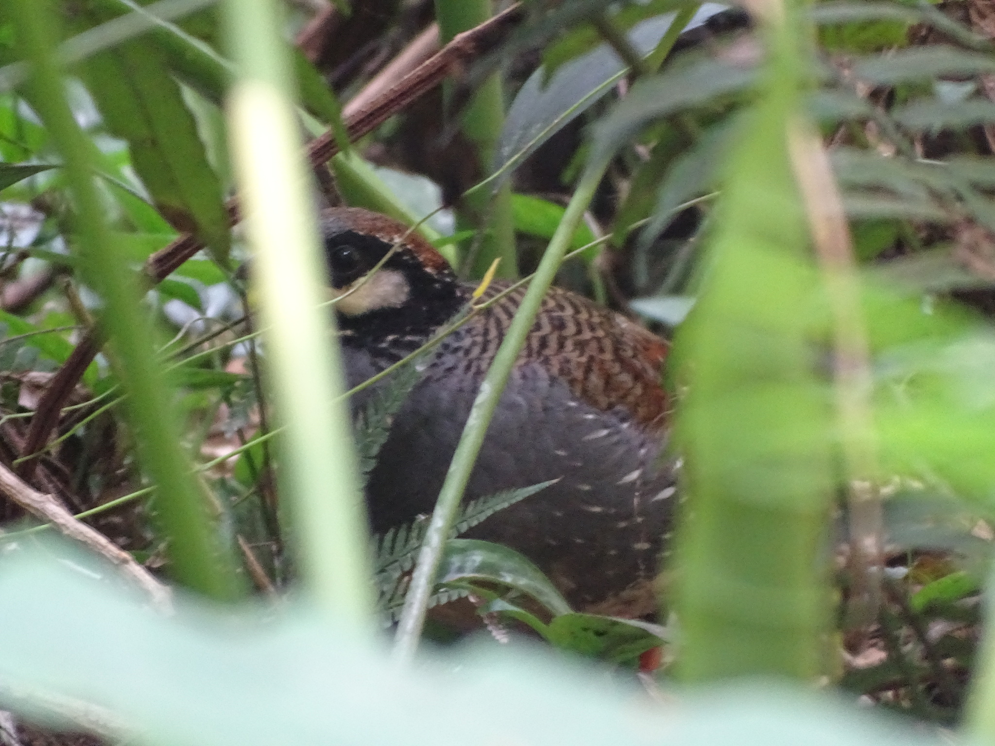 Taiwan Partridge (Arborophila crudigularis), photo 3