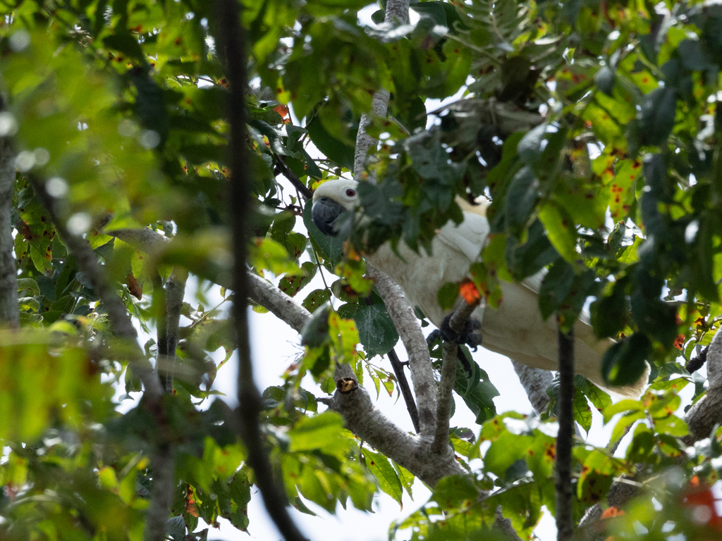 Lesser Sulphur-crested Cockatoo (Cacatua sulphurea)