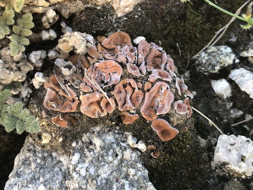 iNaturalist observation photo of Fishscale Lichens