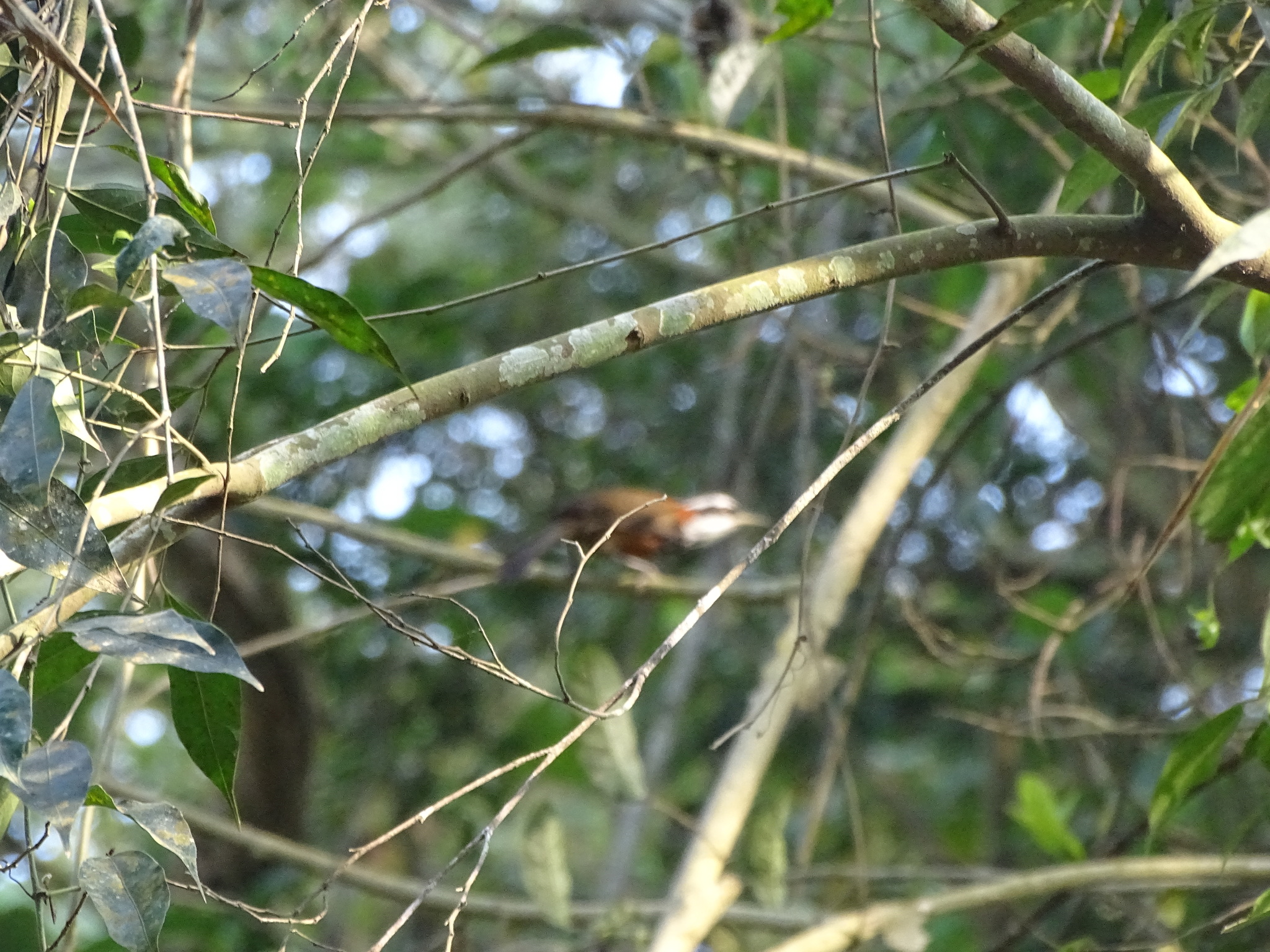 Taiwan Scimitar Babbler (Pomatorhinus musicus), photo 5