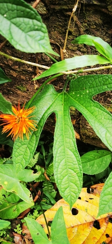 Jungle Cucumber (Gurania makoyana)