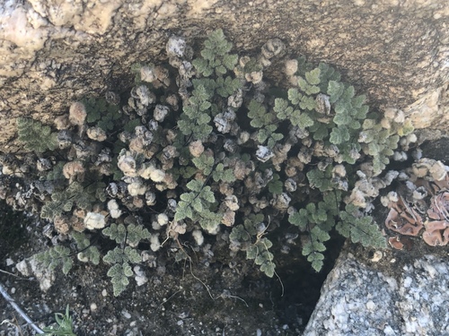 iNaturalist observation photo of Parry's lip fern