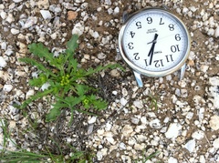 Lepidium flavum felipense