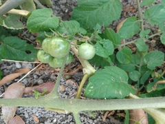 Solanum lycopersicum
