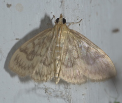 Crocidophora serratissimalis