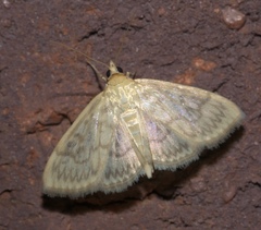 Crocidophora serratissimalis