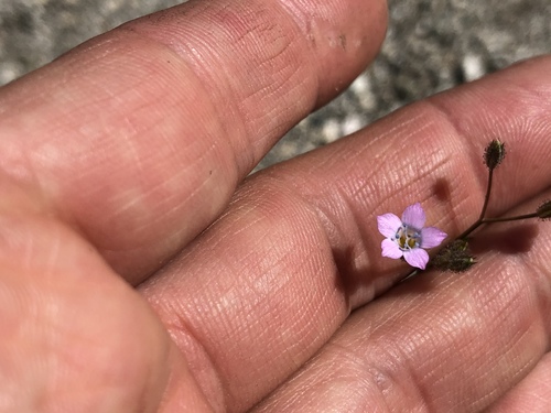iNaturalist observation photo of Star Gilia