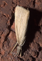 Diatraea evanescens
