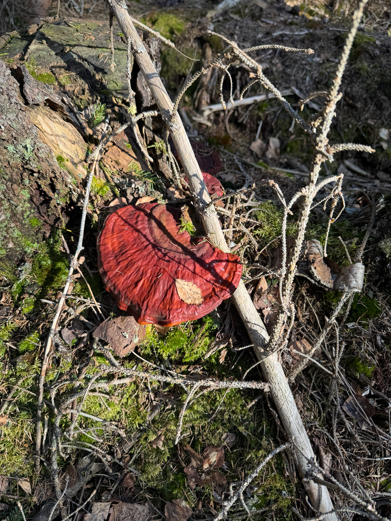 Ganoderma lucidum · March 2026 · photo: © sudenkorentoko (iNaturalist, cc0)