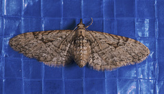 Eupithecia bolterii