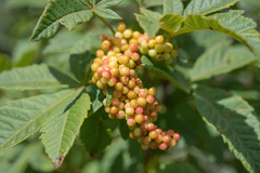 Rhus gerrardii (Rhus gerrardii)