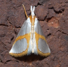 Vaxi auratellus