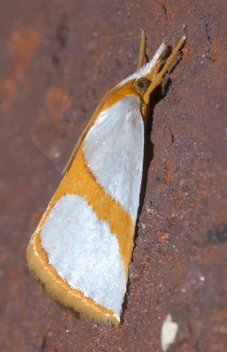 Curved-lined Vaxi Moth photo 5