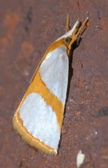 Vaxi auratellus