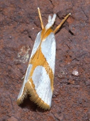 Vaxi auratellus