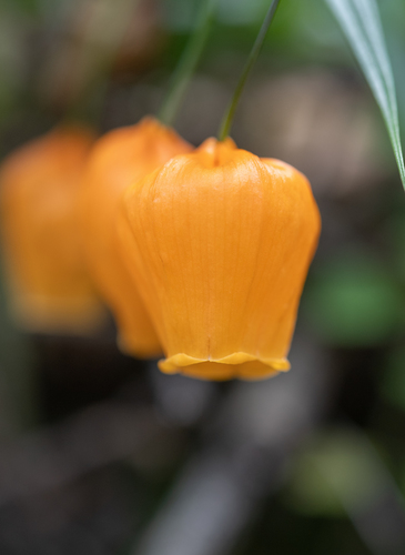 Chinese-Lantern Lily (Sandersonia aurantiaca)