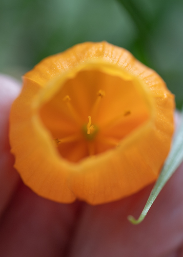 Sandersonia aurantiaca, photograph 2
