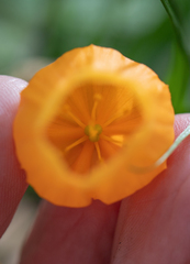 Sandersonia aurantiaca, photograph (c) Morten Ross, some rights reserved (CC BY)