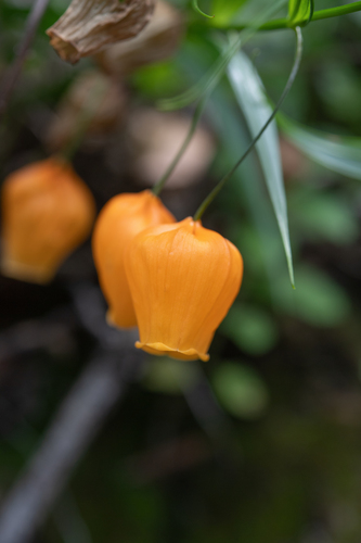 Sandersonia aurantiaca, photograph 4
