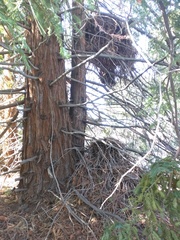 Neotoma fuscipes annectens