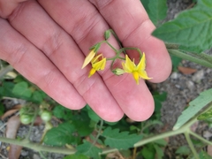 Solanum lycopersicum