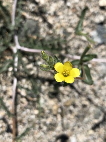 iNaturalist observation photo of Whitestem Blazingstar
