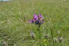 Astragalus cornutus