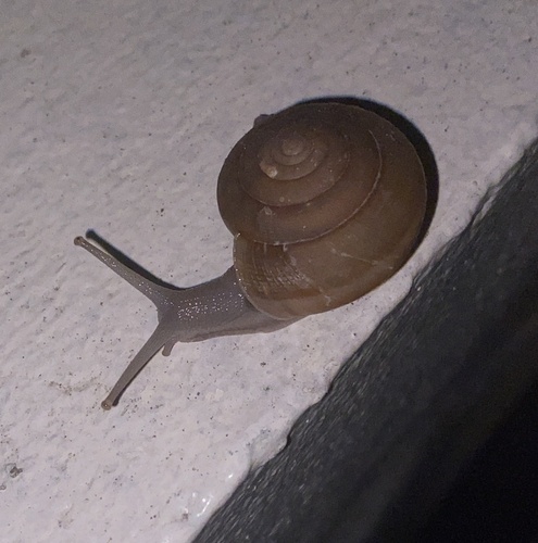 Sarika siamensis