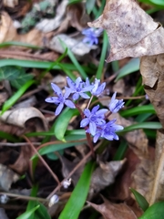 Scilla vindobonensis