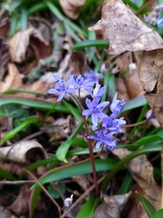Scilla vindobonensis