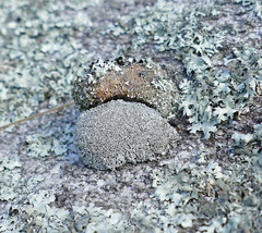 Cladonia strepsilis
