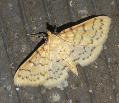 Polygrammodes flavidalis